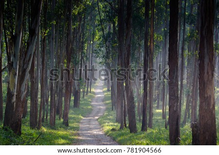 Beautiful tropical green forest with morning sunlight -A path through a forest in wayanad kerala. 