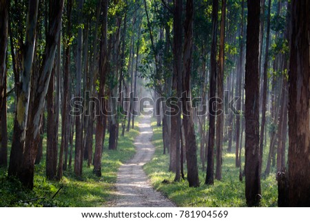 Beautiful tropical green forest with morning sunlight - wayanad kerala, india