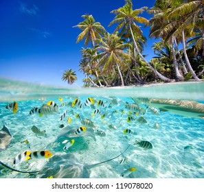 Beautiful Tropical Island Above And Underwater