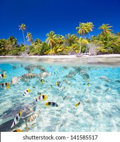 Beautiful Tropical Island In French Polynesia Under And Above Water