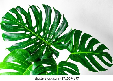 Leaves Monstera Hd Stock Images Shutterstock