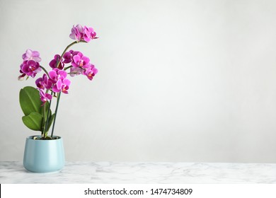 Beautiful tropical orchid flower in pot on marble table against light background. Space for text