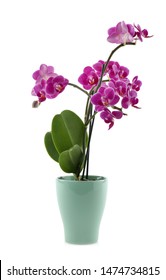 Beautiful Tropical Orchid Flower In Pot On White Background