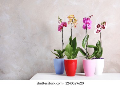 35,304 Orchid in pot Images, Stock Photos & Vectors | Shutterstock