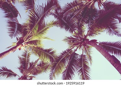 Beautiful Tropical Palm Tree Around Beach Sea Ocean At Sunset Or Sunrise Time