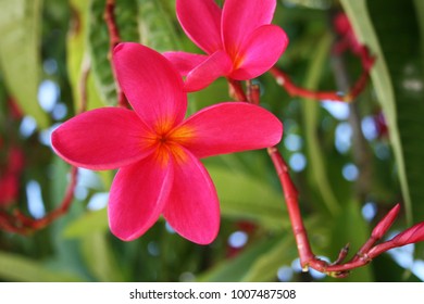 beautiful tropical pink flowers