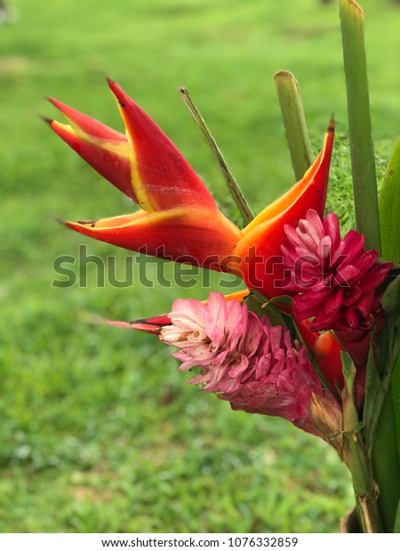 Beautiful Tropical Pink Ginger Heliconia Flowers Stock Photo Edit Now