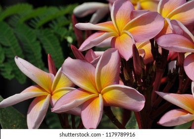 Beautiful Tropical Plants Stock Photo 1179789916 | Shutterstock