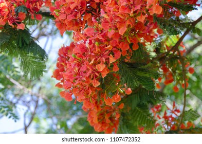 Beautiful tropical red flowers. Royal Poinciana or Delonix Regia. It also known as Flame tree.