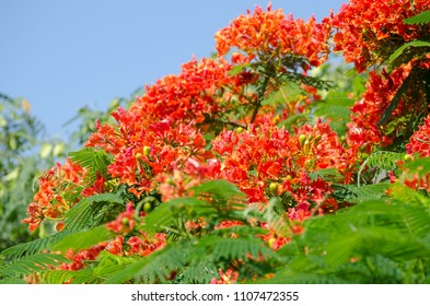 Beautiful tropical red flowers. Royal Poinciana or Delonix Regia. It also known as Flame tree.
