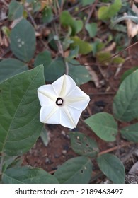 A Beautiful Tropical White Morning Glory Moonflower Ipomoea Alba On The Ground With Dark Green Leaves