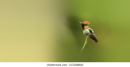 Beautiful Tufted Coquette