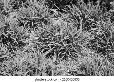 Beautiful Tufts Of Grass Growing In The Sunny Flower Garden In Black And White.