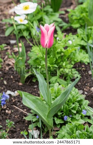 Beautiful tulip blooming in the garden in spring.