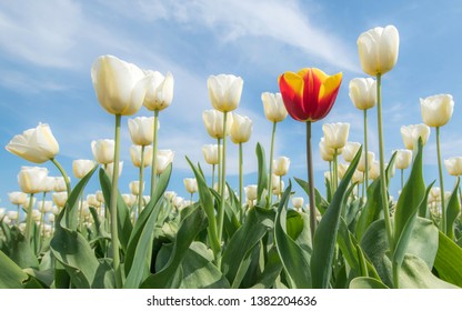 Beautiful Tulip Fields Available To See In Flevoland In Holland In Month April. In The Begin Of Spring. Colorful Flowers Standing Out From The Crowd. Photographed From Low Perspective. 