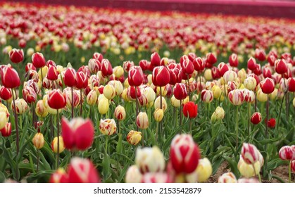 Beautiful Tulip Fields In Norfolk 