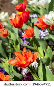 City Of Flowers And Sunshine High Res Stock Images Shutterstock