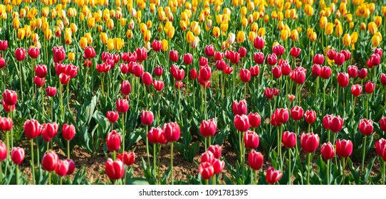 Beautiful tulip flower and green leaf background in the beautiful garden.Nature,wallpaper concept. - Shutterstock ID 1091781395
