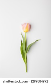 Beautiful Tulip Flower On White Background. Flat Lay, Top View.