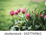 Beautiful tulip flowers blooming in the garden. Spring, holidays, mother