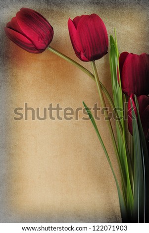 tulips Tulip Red