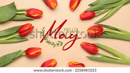 Beautiful tulip flowers and text HELLO, MAY on beige background