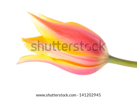 Similar – Image, Stock Photo Tulips red yellow orange purple