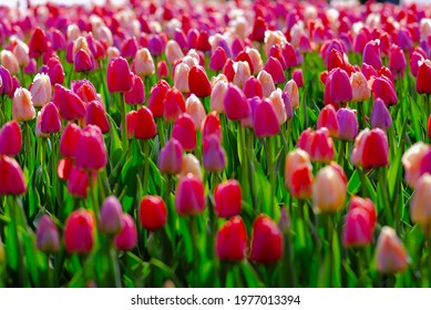 Beautiful tulips basking in the late spring sunshine in Ottawa, Ontario, Canada.