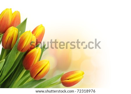 Beautiful tulips with copy space