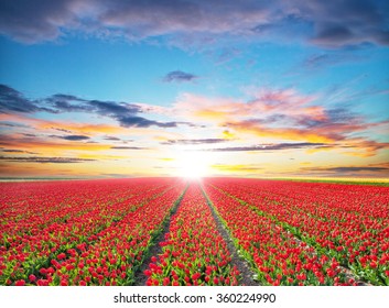 Beautiful Tulips Field In The Netherlands