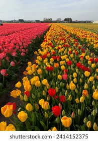 Beautiful tulips field in the Netherlands. Holland. Colorful tulip flower fields in Keukenhof, Lisse at dusk in Netherlands. Tulip flower bulb field in field. Dutch Tulips. Fantastic spring event