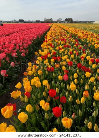 Beautiful tulips field in the Netherlands. Holland. Colorful tulip flower fields in Keukenhof, Lisse at dusk in Netherlands. Tulip flower bulb field in field. Dutch Tulips. Fantastic spring event