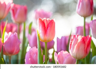 Beautiful Tulips Field In Spring Time