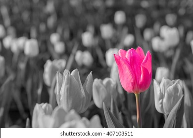 Beautiful tulips in flower garden on black and white in different color concept.