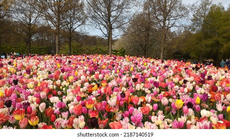 Beautiful Tulips In Keukenhof, Netherlands 