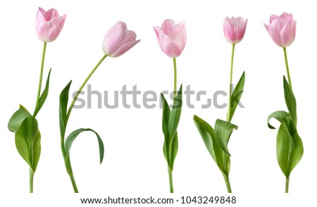 Beautiful Tulips (Lily family, Liliaceae) isolated on white background, including clipping path. Germany