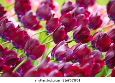 Beautiful Tulips On Field, Shallow Depth Of Field. Tulip Deep Purple