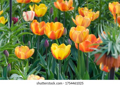 Beautiful Tulips In Kungsträdgården Park, Stockholm