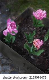 beautiful tulips pink star growht in old metal box