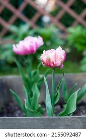 beautiful tulips pink star potted in a vintage metal box