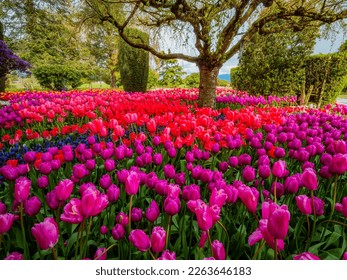 Beautiful tulips in the spring. Variety of spring flowers blooming in beautiful garden. Landscape design - the flower beds of tulips. Skagit, Washington State, USA.