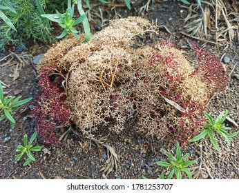 Beautiful Tumbleweed Grass In The Park