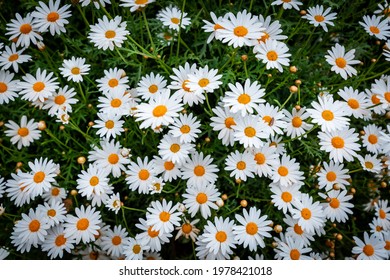 Tumblr Flower Images Stock Photos Vectors Shutterstock