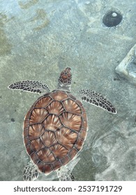BEAUTIFUL TURTLE WITH SHELL PATTERN