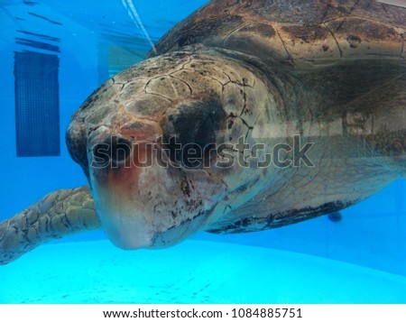 Beautiful turtle in a tank for it;s recovery in florida
