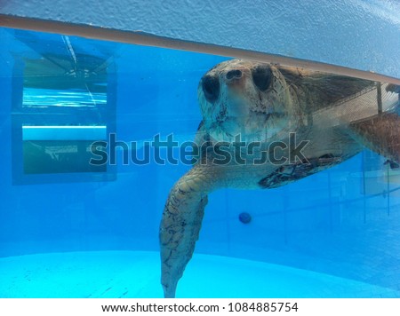 Beautiful turtle in a tank for it;s recovery in florida