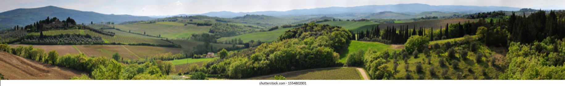 Beautiful Tuscan landscape with cypress trees, vineyards and olive trees near Siena. Italy
