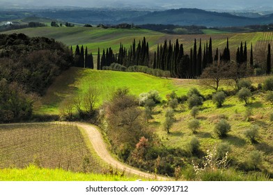 Beautiful Tuscan landscape with Olive Trees near Castellina in Chianti, Siena. Italy.