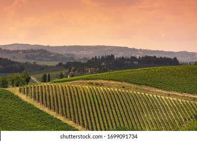 Beautiful Tuscany Hills, View Of The Vineyards