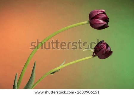 Beautiful two dark purple tulips on abstract sunrise background